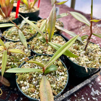 Nepenthes albomarginata, Black (Rooted Cutting)