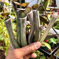 Nepenthes albomarginata, Black (Rooted Cutting)