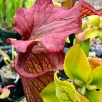 Sarracenia Reptilian Rose for Sale