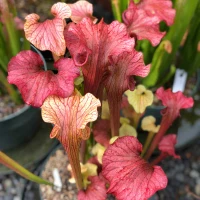 Sarracenia Reptilian Rose