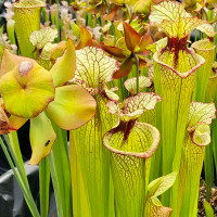 Sarracenia Leah Wilkerson for Sale
