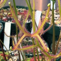 Drosera dichotoma, Giant Staghorn