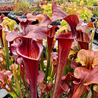 Sarracenia Barry