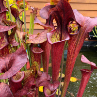 Sarracenia Barry