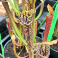 Sarracenia rubra rubra