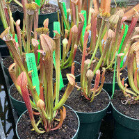 Sarracenia rubra rubra