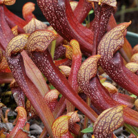 Sarracenia Dixie Lace