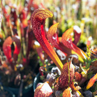 Sarracenia Dixie Lace