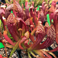 Sarracenia Dixie Lace for Sale