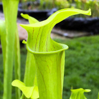 Sarracenia Mountain Meadow
