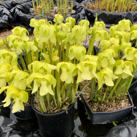 Sarracenia Mountain Meadow