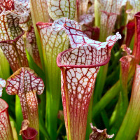 Sarracenia Nadine