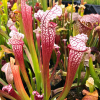 Sarracenia Nadine