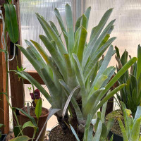 Brocchinia hechtioides