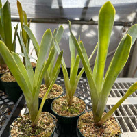 Brocchinia hechtioides for sale
