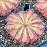 Drosera aliciae