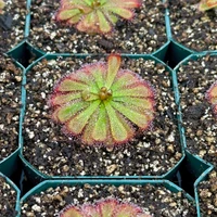 Drosera aliciae
