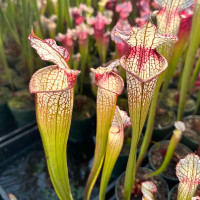 Sarracenia Leah Wilkerson x Hot Pink
