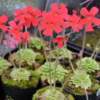Pinguicula laueana with red flowers