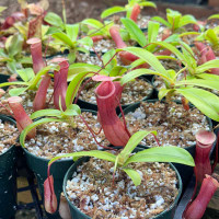 Nepenthes ventricosa, RED