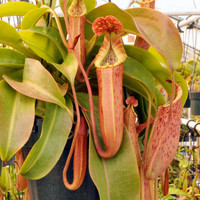 Nepenthes Song of Melancholy, Clone B