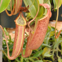 Nepenthes Song of Melancholy, Clone B