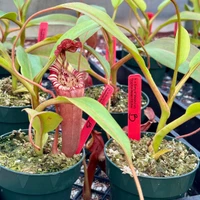 Nepenthes Song of Melancholy, Clone B (Rooted Cutting)
