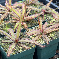 Drosera adelae Giant