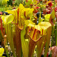 Sarracenia Reptilian Rose Sister