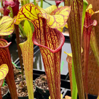 Sarracenia Reptilian Rose Sister