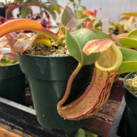 Nepenthes boschiana x veitchii for Sale