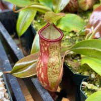 Nepenthes Gaya