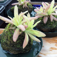 Pinguicula Aphrodite in pumice rock.
