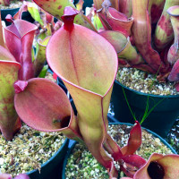 Heliamphora glabra x nutans "Giant" for Sale