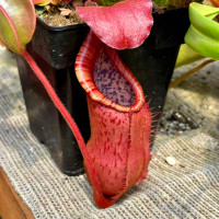 Nepenthes bokorensis x veitchii (Rooted Cutting)
