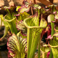 Sarracenia Lynda Butt