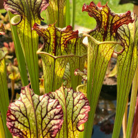 Sarracenia Lynda Butt for Sale