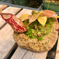 Rock Garden with Nepenthes Gaya