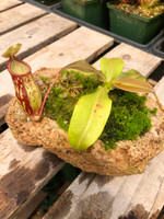 Rock Garden with Nepenthes Gaya