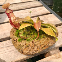 Rock Garden with Nepenthes Gaya