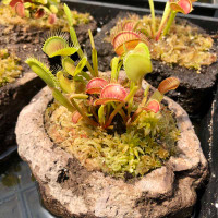 Rock Garden with Venus Flytrap