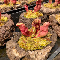 Rock Garden - Sarracenia purpurea