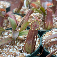 Nepenthes gracilis, Giant Black (Rooted Cutting)