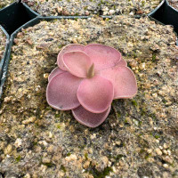 Pinguicula Pirouette