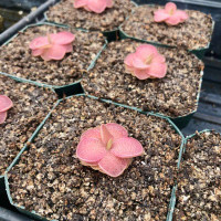 Pinguicula Pirouette