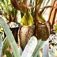 Nepenthe spectabilis x veitchii, mother plant
