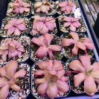Pinguicula - Random Hybrid