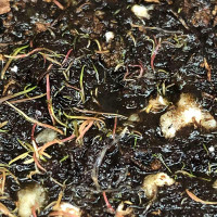 Leaves of Utricularia fulva are very small and lay on the soil surface.