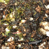 Leaves of Utricularia fulva are very small and lay on the soil surface.
