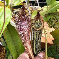 Nepenthes maxima x vogelii